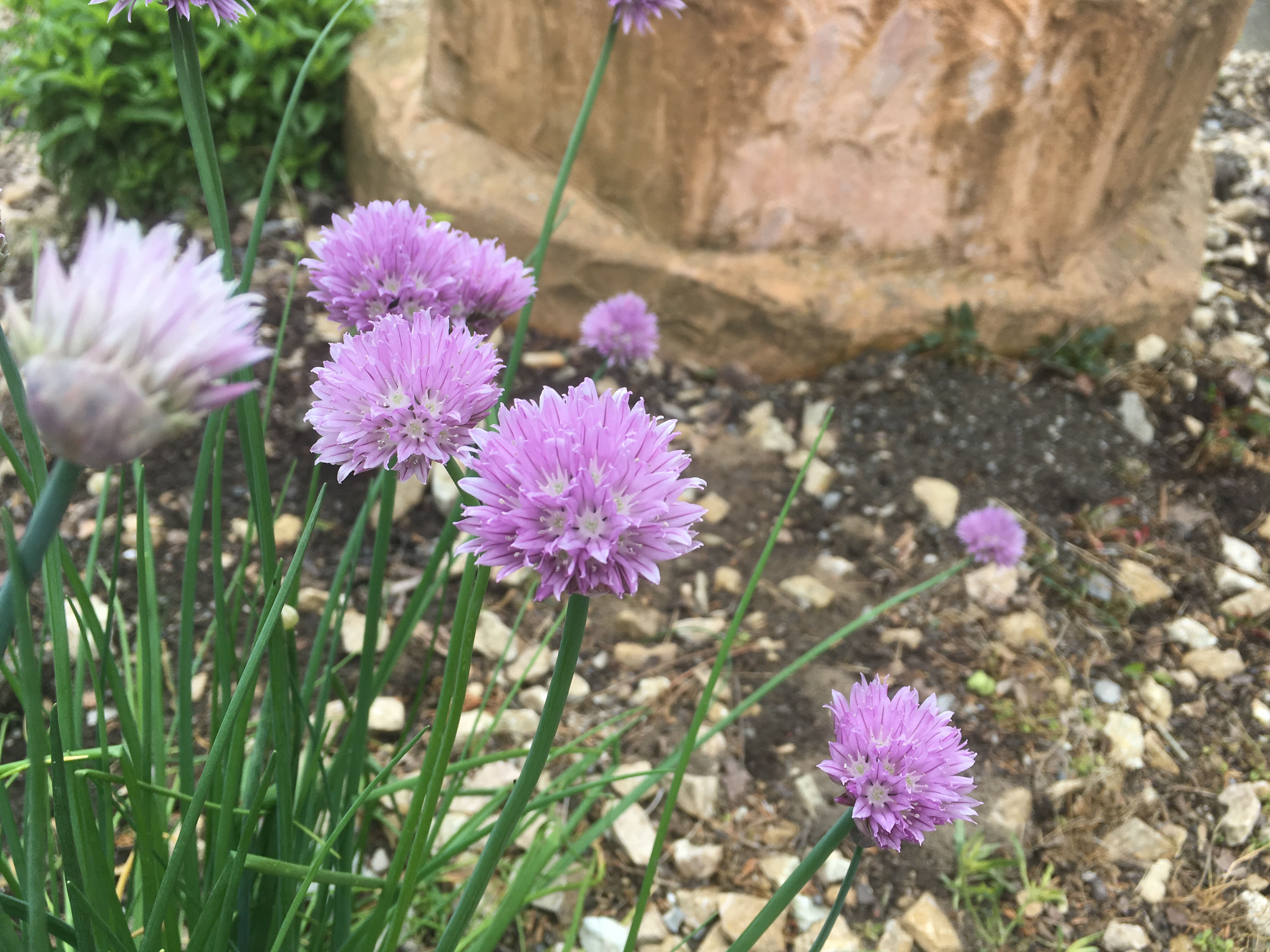 Purple flowers in a bed of green grass.