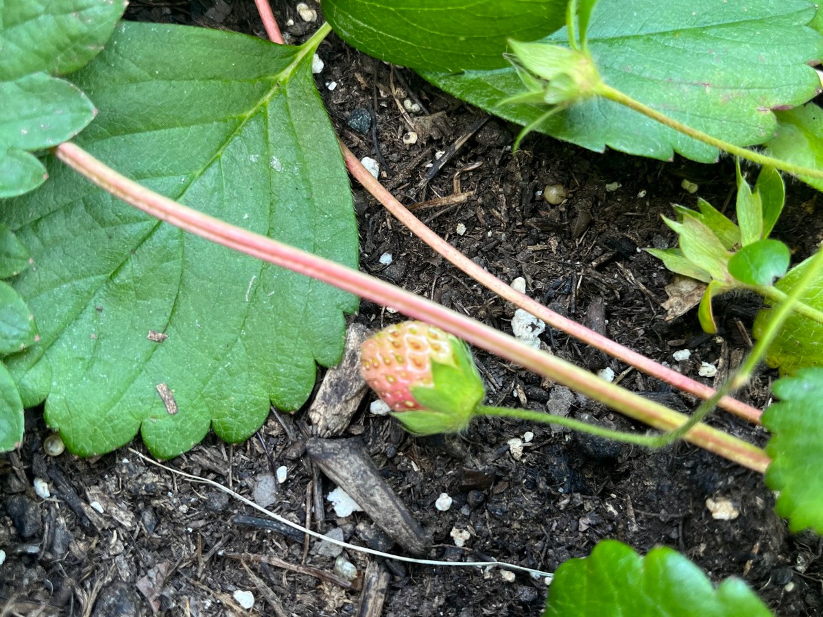 Liz Cultivates: Spring 2022&nbsp;UPDATE