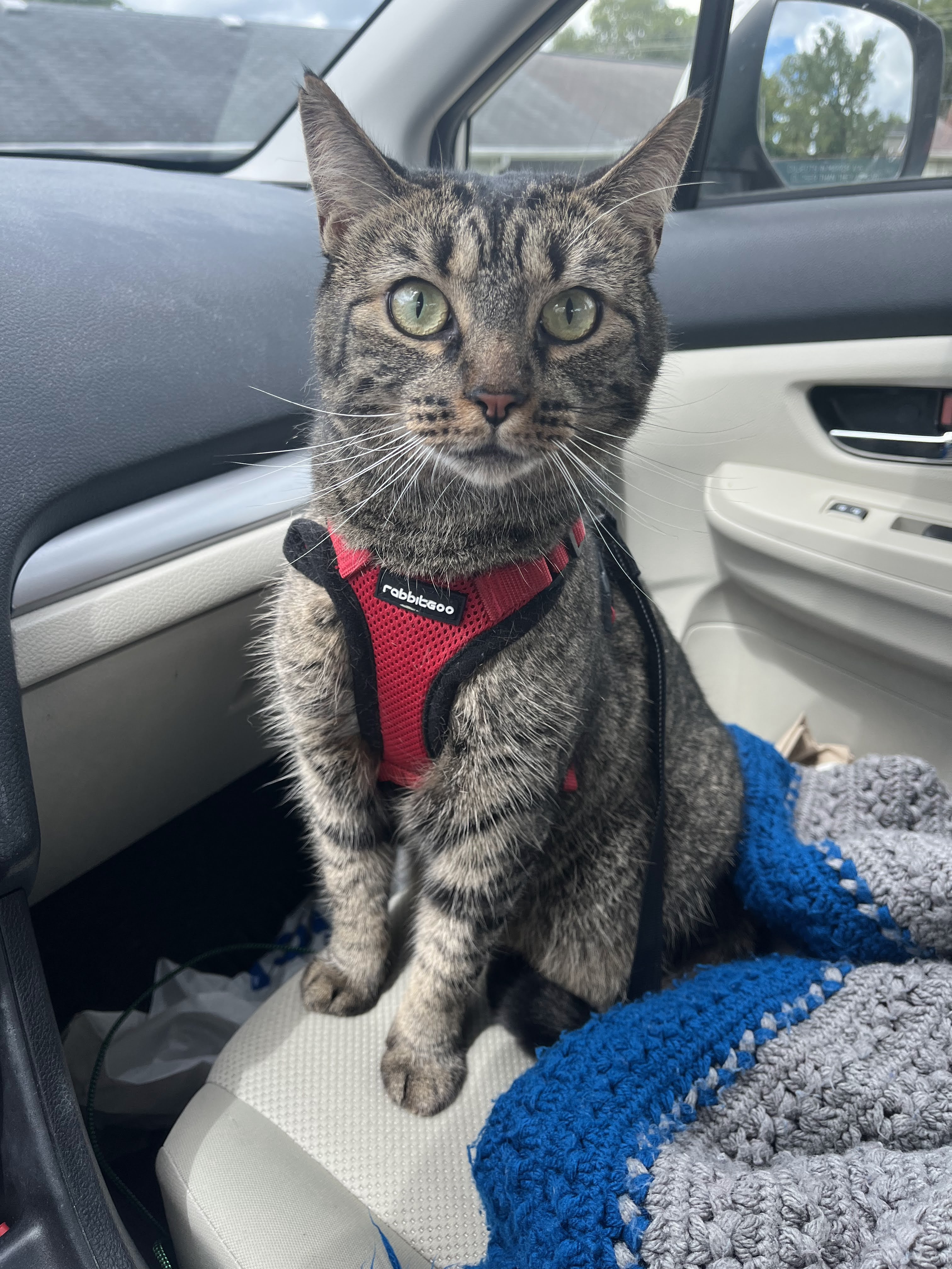 Cora the Explora (a brown striped tabby cat) sits attentively in the front seat of a car, with a red harness on.