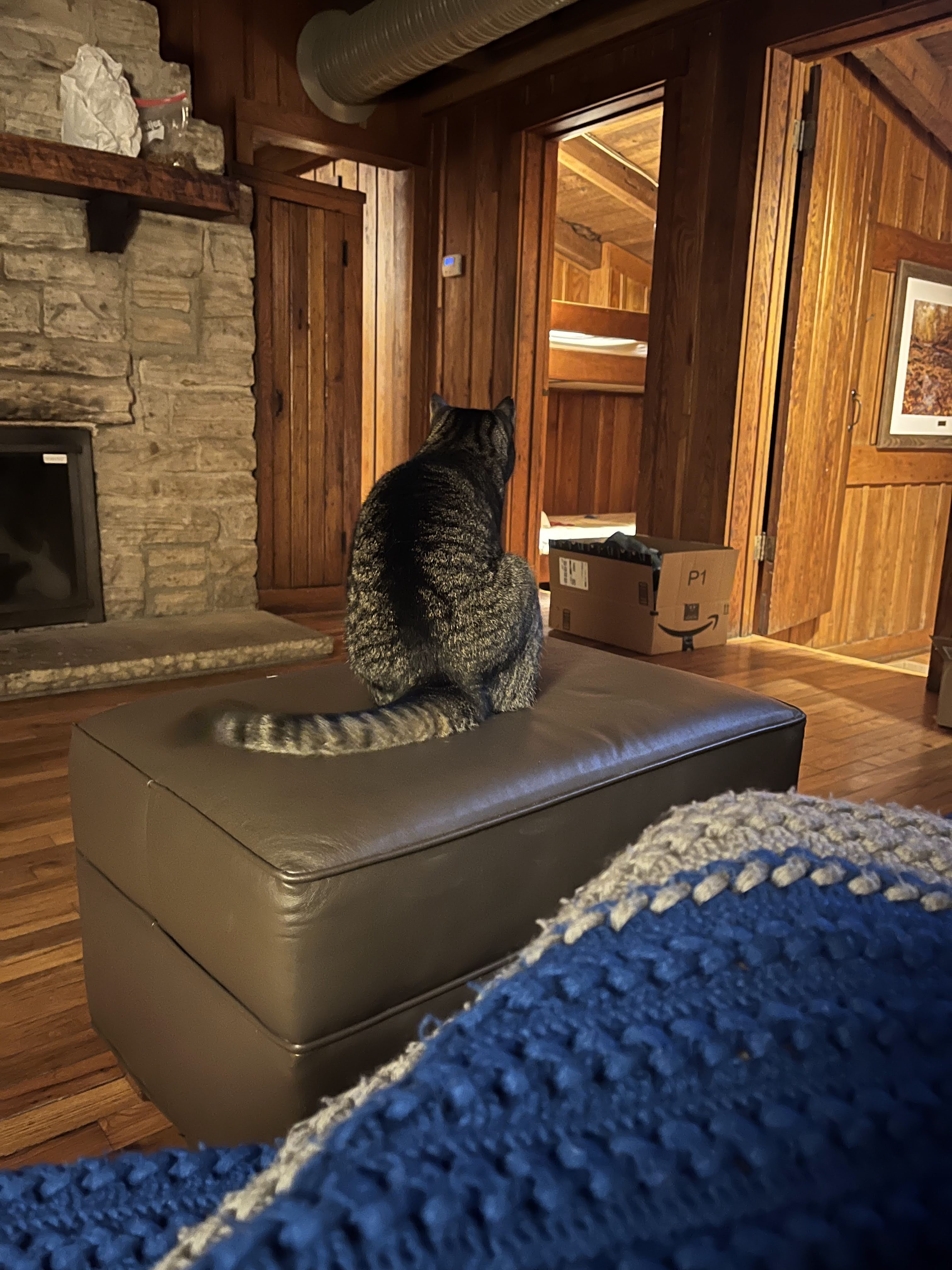 Cora the Explora (a brown striped tabby cat) sits on an ottoman at a cabin