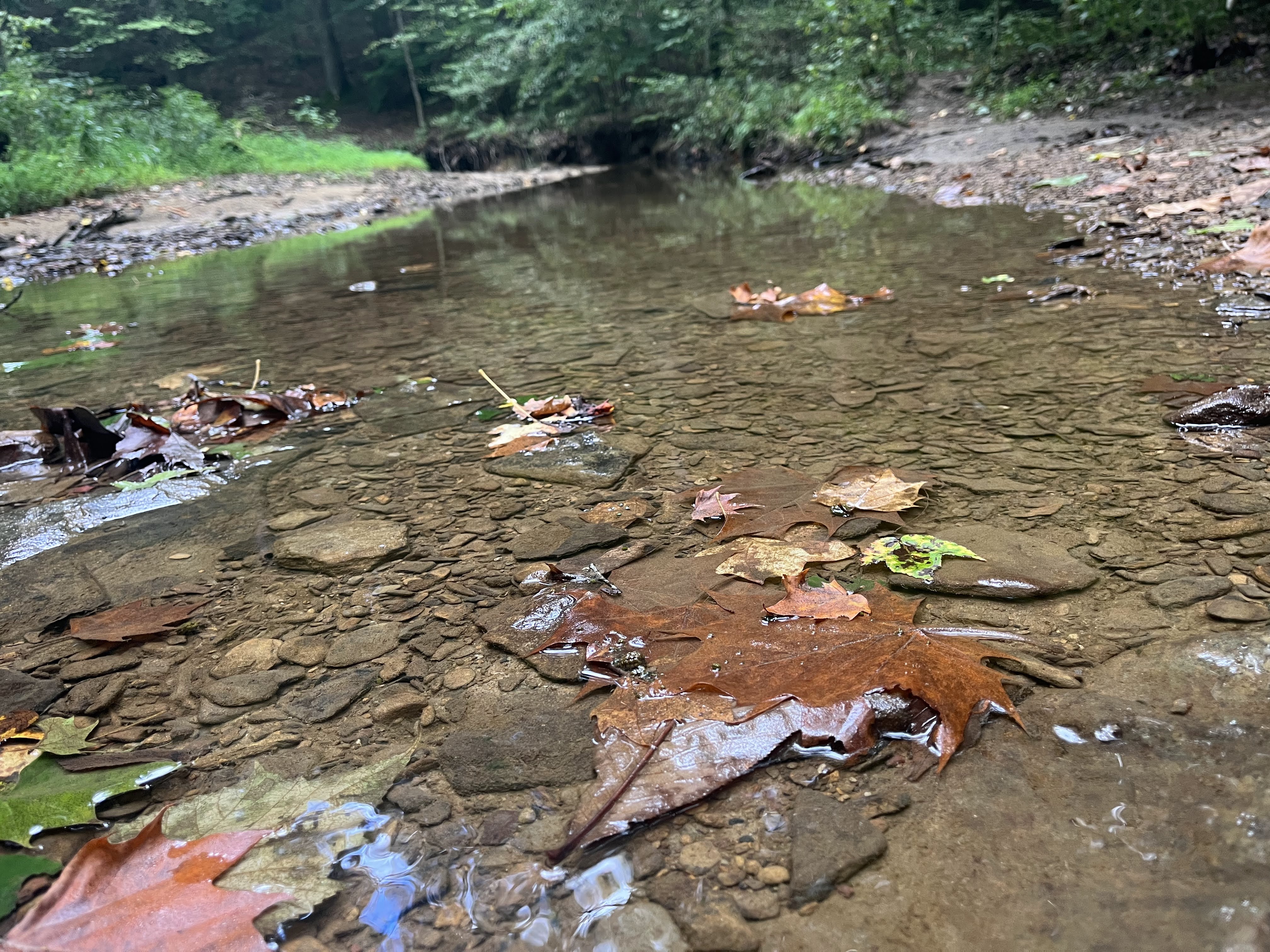 A quiet stream full of fallen leaves