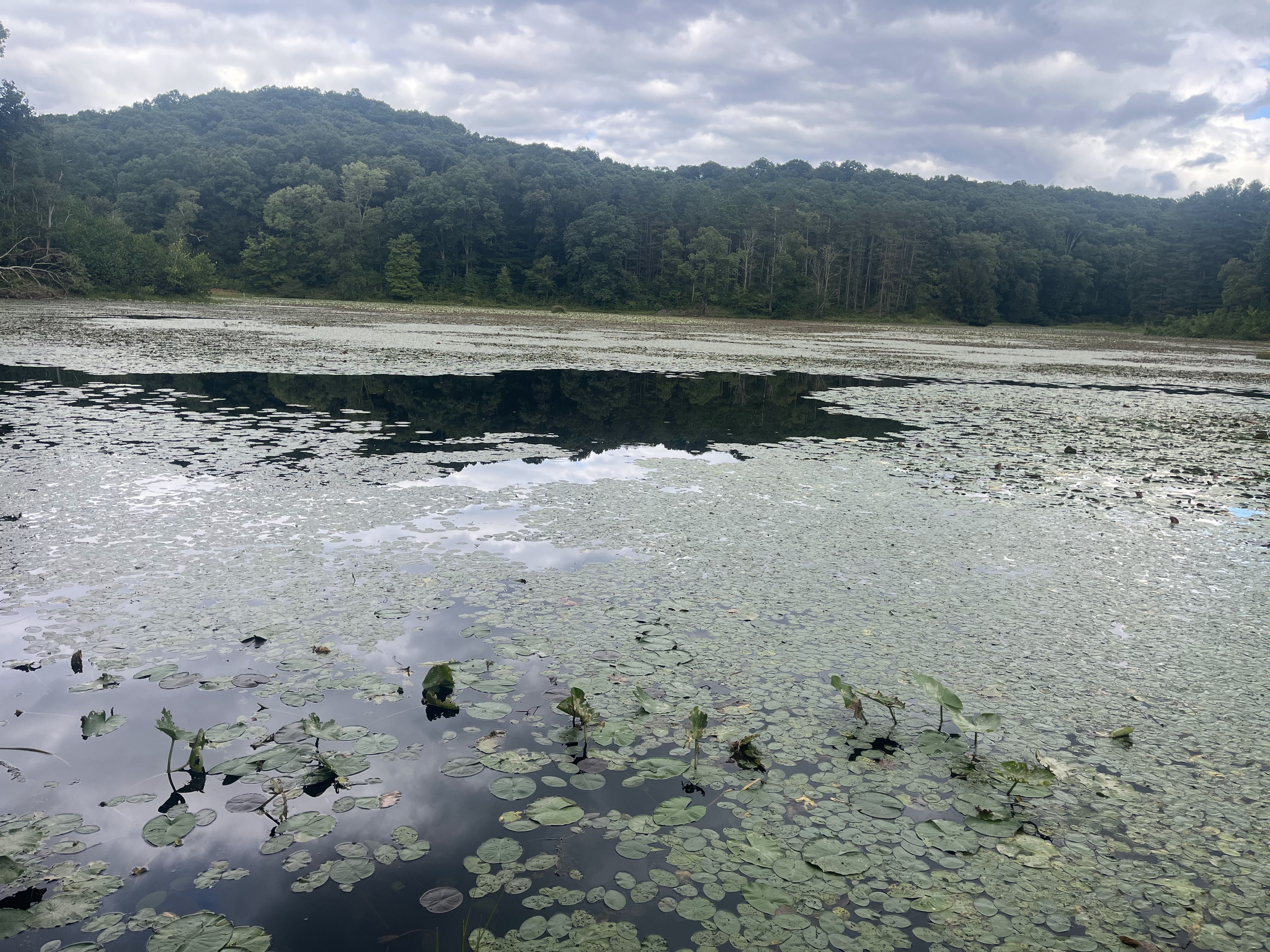 A lilypad-full view of Lake Hope and the tall tree line