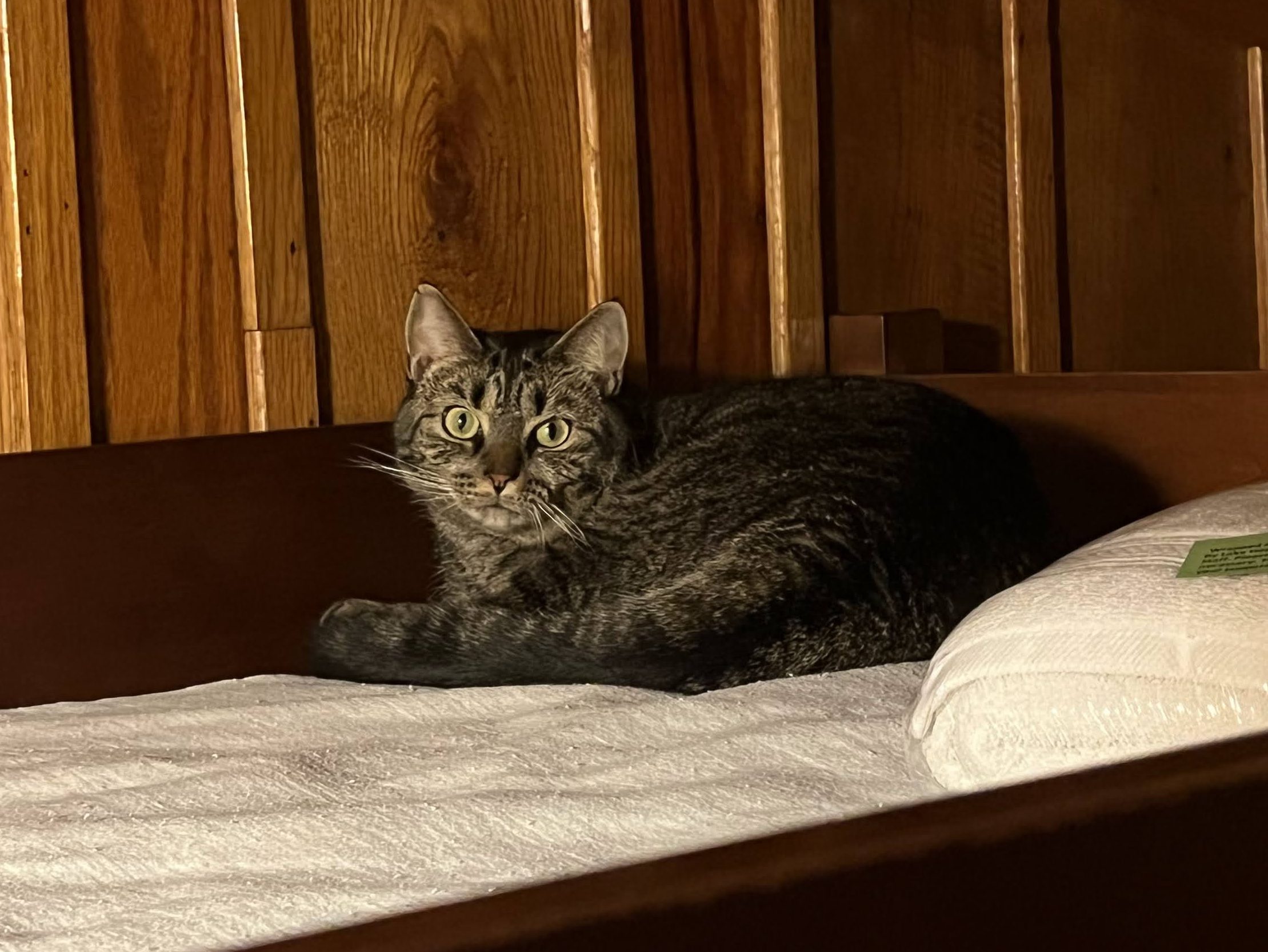 Cora the Explora (a brown striped tabby cat) sits in a bunk bed