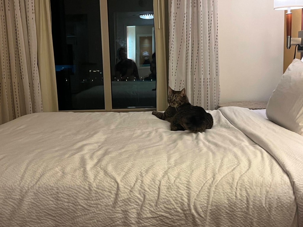 Cora the Explora lounges on a hotel bed just for her