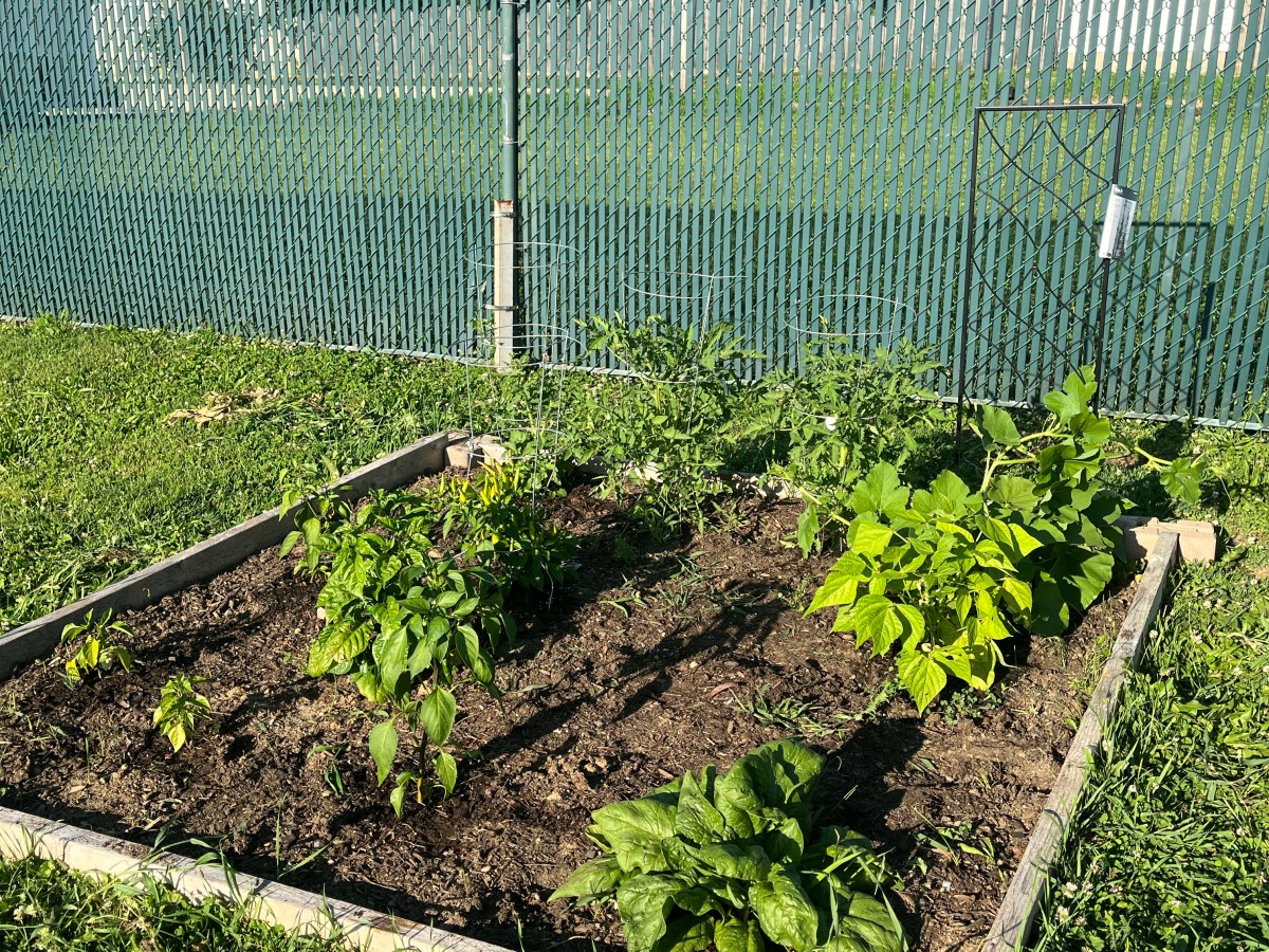 Liz Cultivates: End-of-Year Retrospective&nbsp;2022