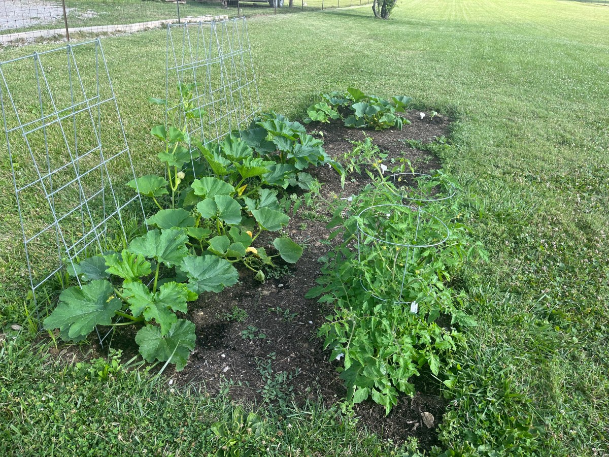 Summer 2023 Garden&nbsp;Update