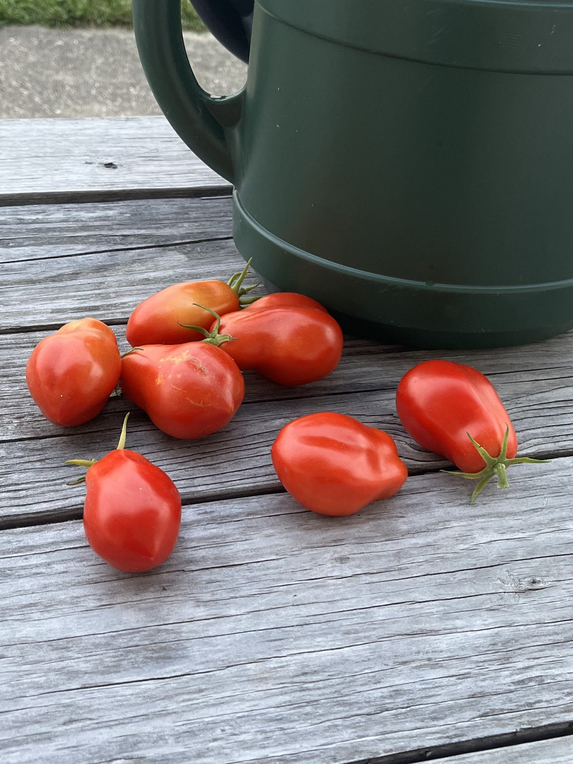 Some bright red roma tomatoes next to the garden watering can