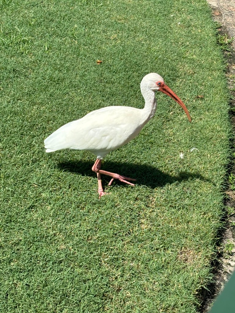 A white bird with a long, tiny beak