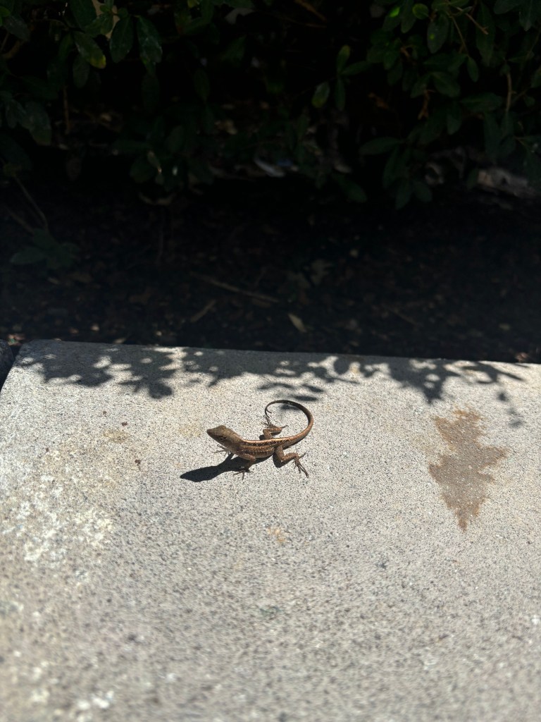 A small lizard