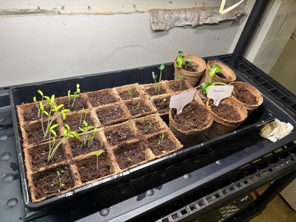 A seed tray with green seed starts poking through the soil