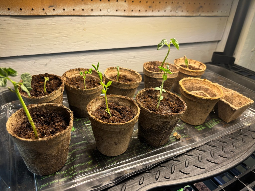 A seed tray with green seed starts poking through the soil