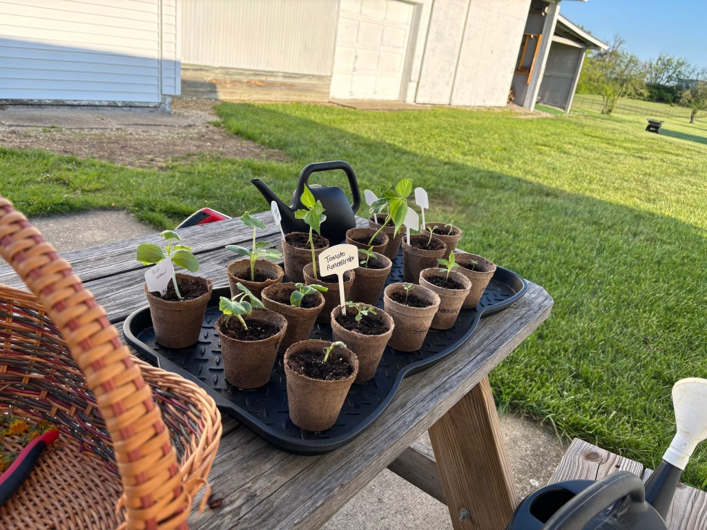 A tray of tomato, bean, and squash starts