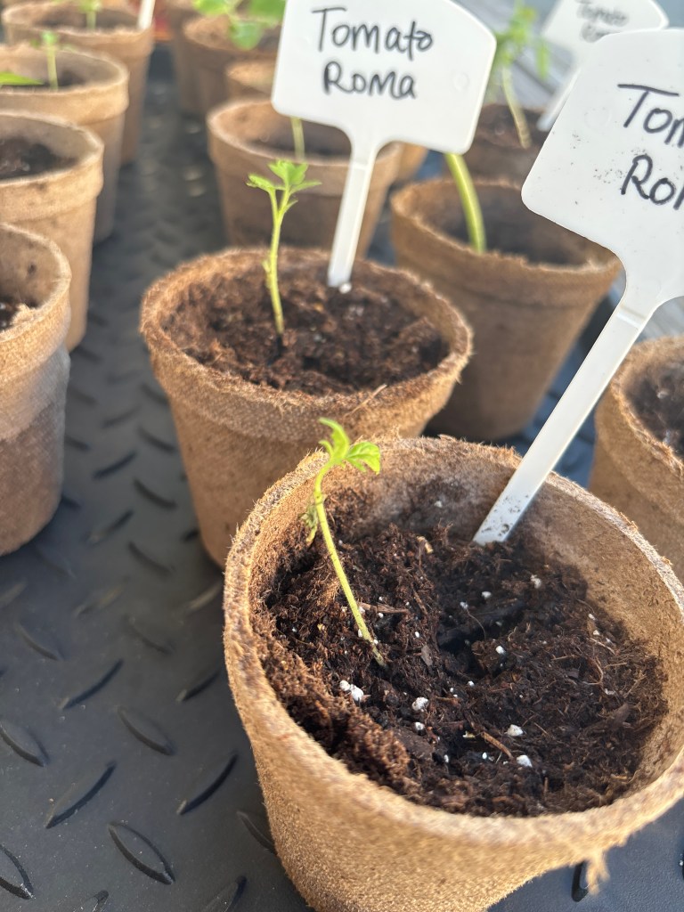 Roma tomato starts that look a little wilty