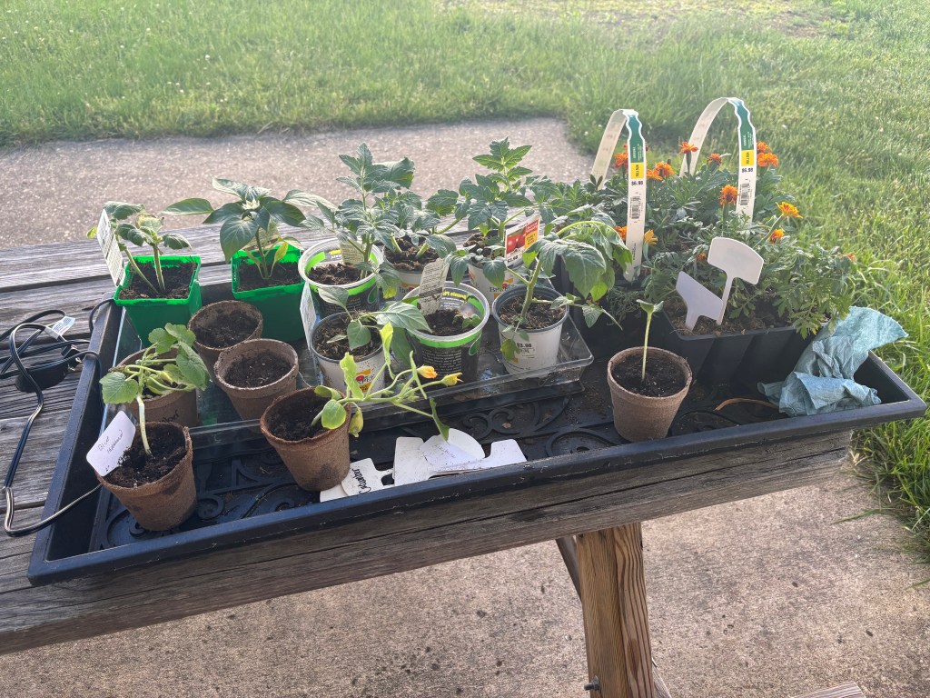 A tray of veggies and flowers waiting to be planted
