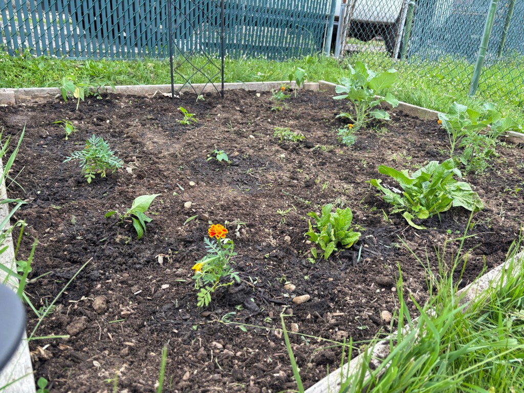 View of my smaller garden bed with veggies