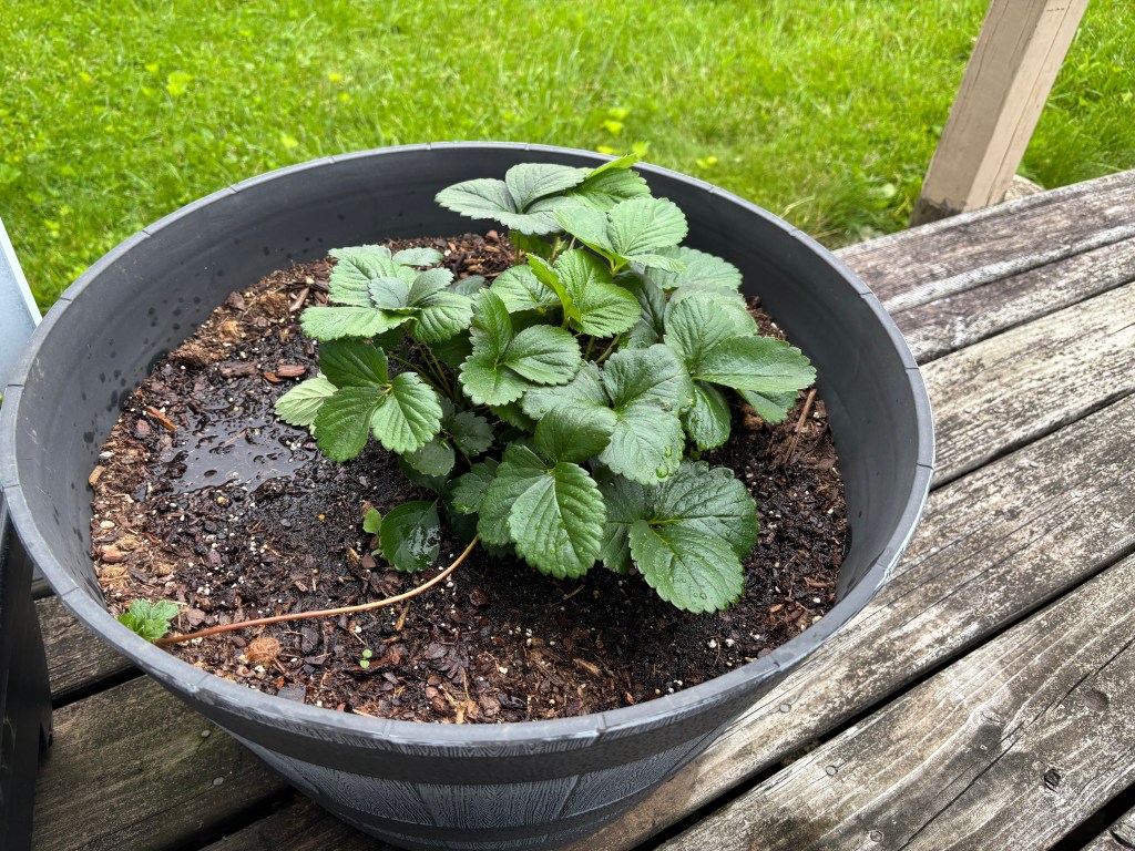Strawberries in a barrel planter