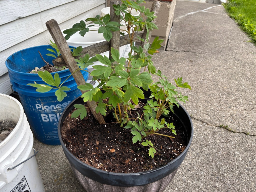 Bleeding heart bush in a barrel planter