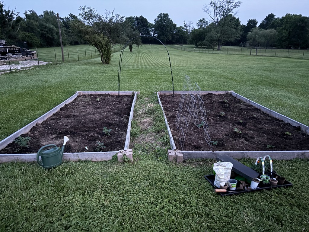 Two larger garden beds with trellis and veggies in ground.