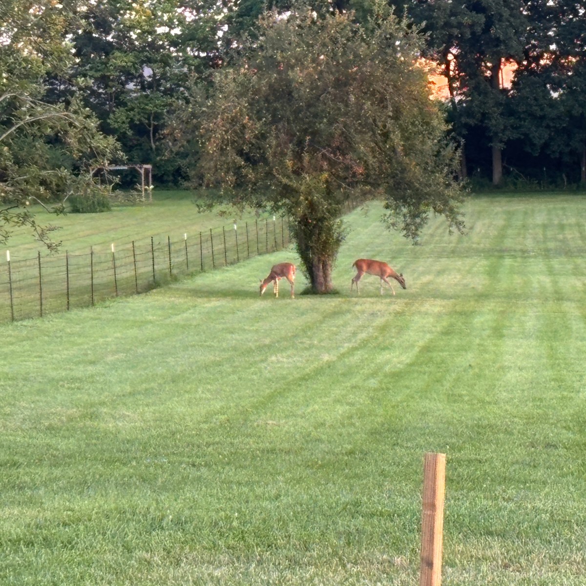 Monthly Goals Check-in: June and&nbsp;July