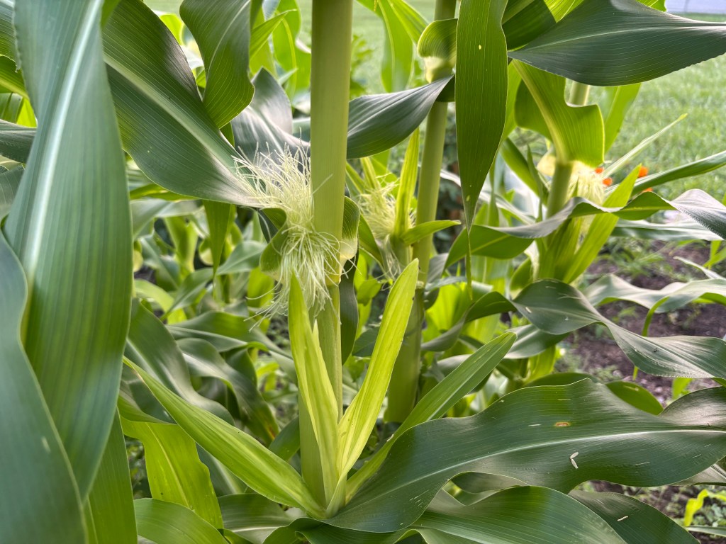 Corn silks