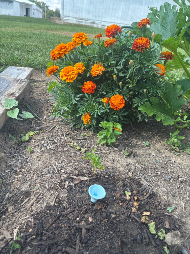 bee cup ft. marigolds