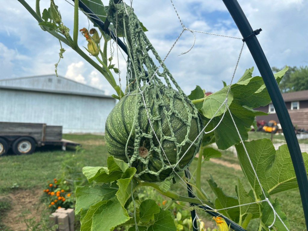 A bright green striped pumpkin in a crochet hammock hanging from a trellis