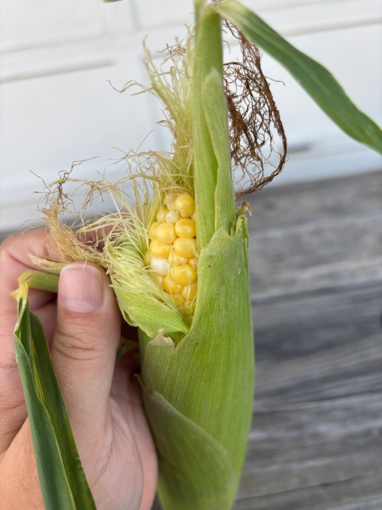 Peeling away the husk of a homegrown ear of corn to reveal golden kernels!