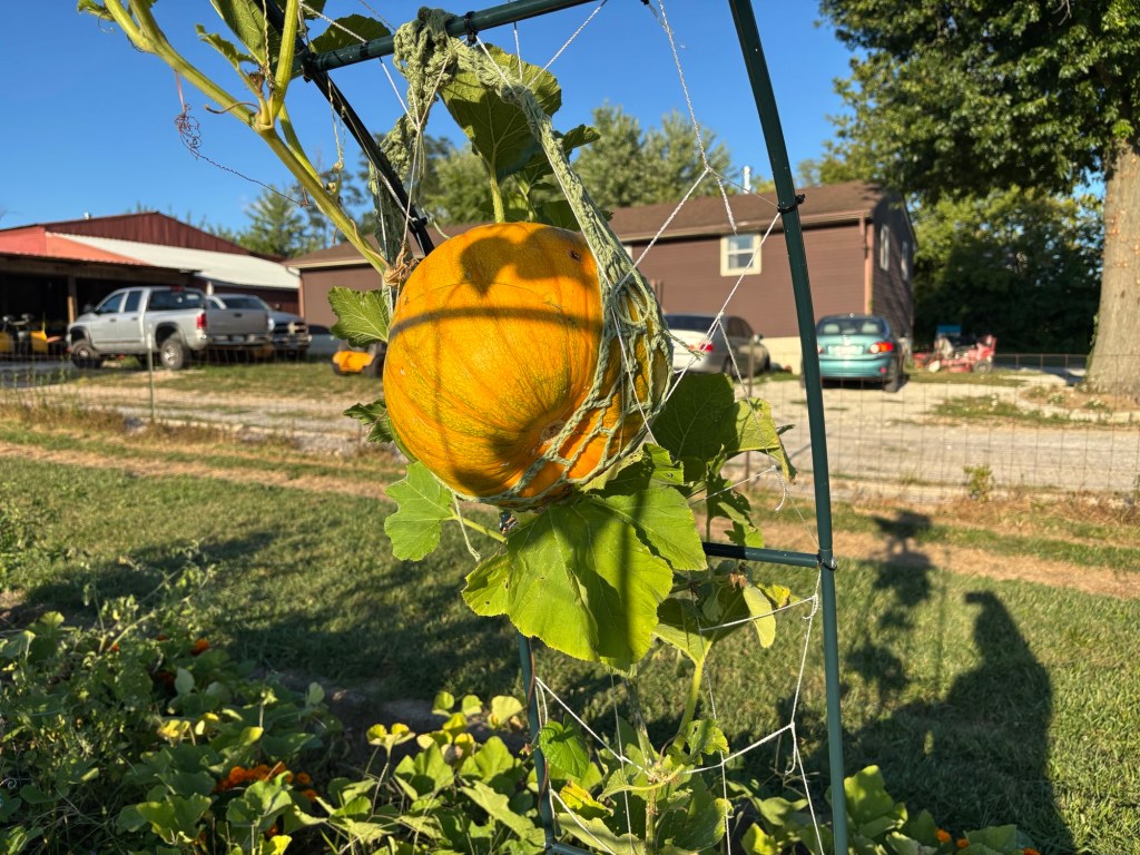 An orange pumpkin in a crochet hammock hanging from a trellis