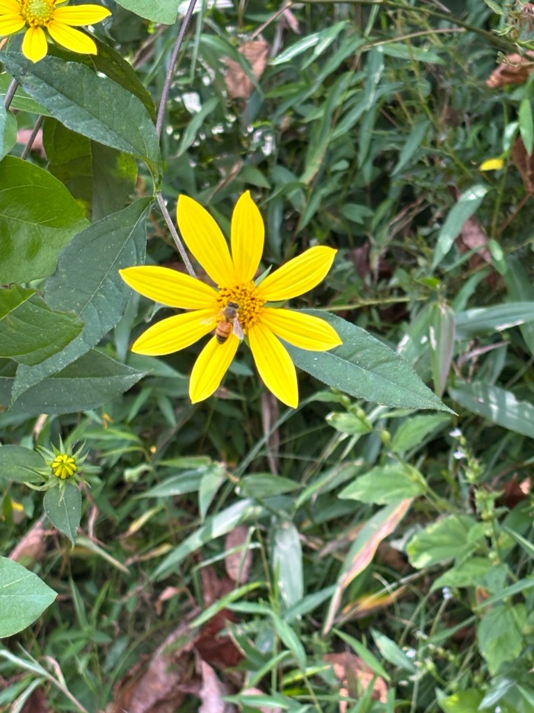 Bright yellow flower with a bee in the center