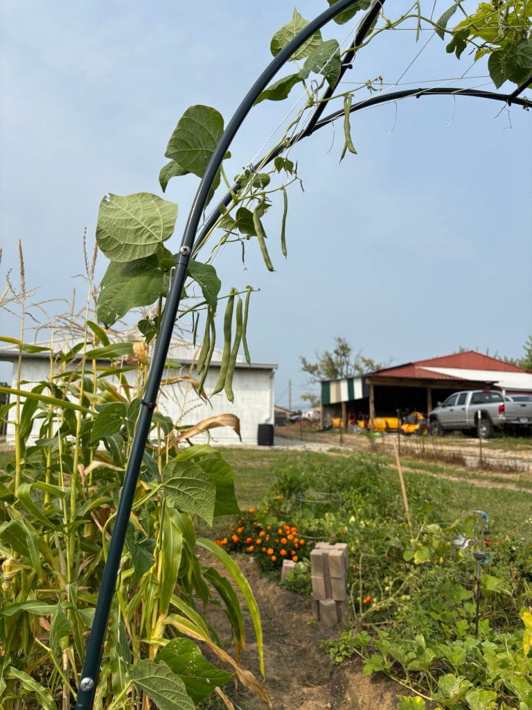 Pole beans growing from a trellis
