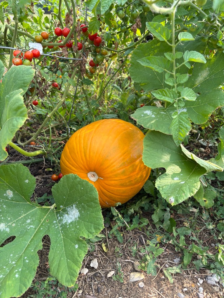 A pumpkin turning orange in a jungle of green leaves and tomato plants