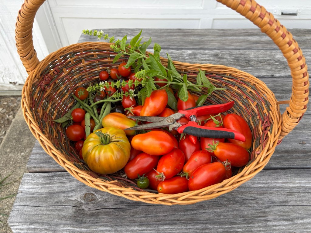 Colorful harvest basket of red tomatoes and green herbs