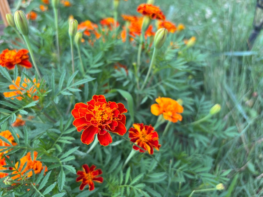 orange and yellow marigolds