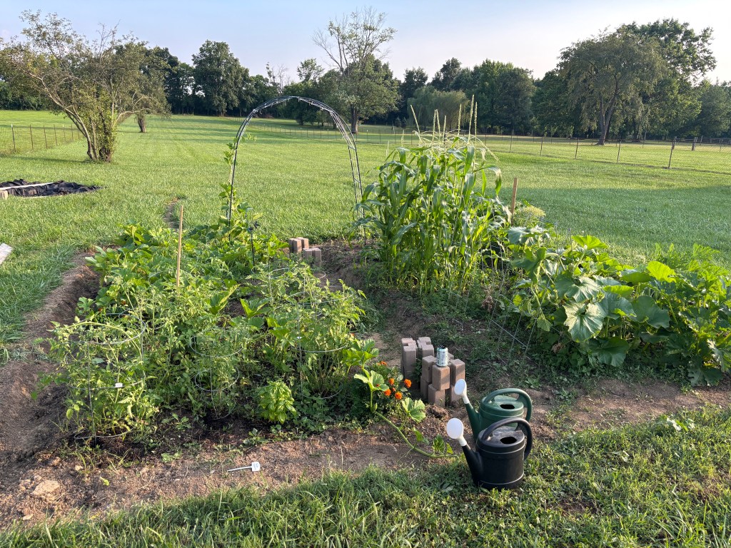the view of the author's garden, with lots of greenery and a trellis in the back