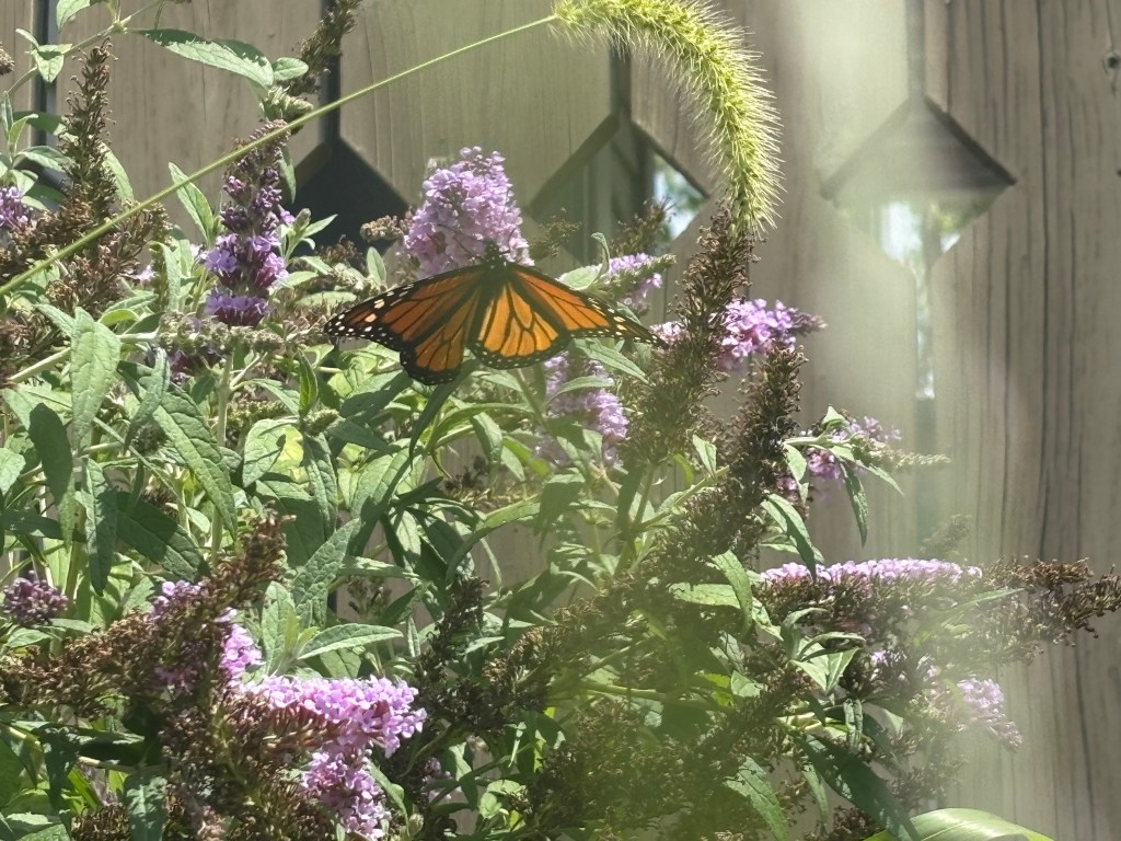 a monarch butterfly on a purple-flowered butterfly bush