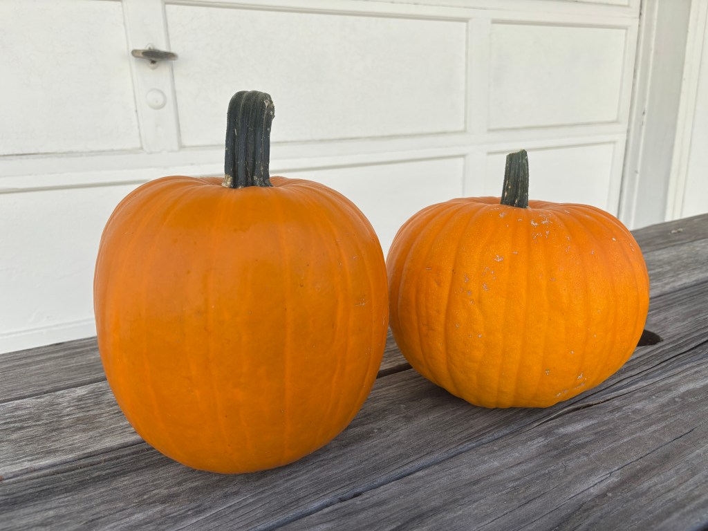bright orange pumpkins