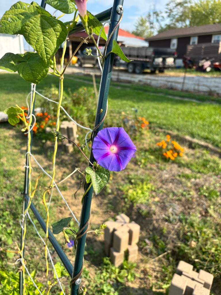 a blooming morning glory on a trellis, bright purple and open to the sun