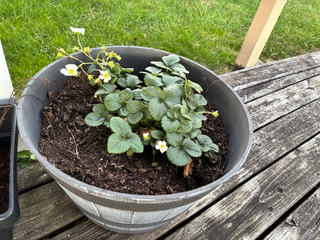 a barrel planter with strawberries