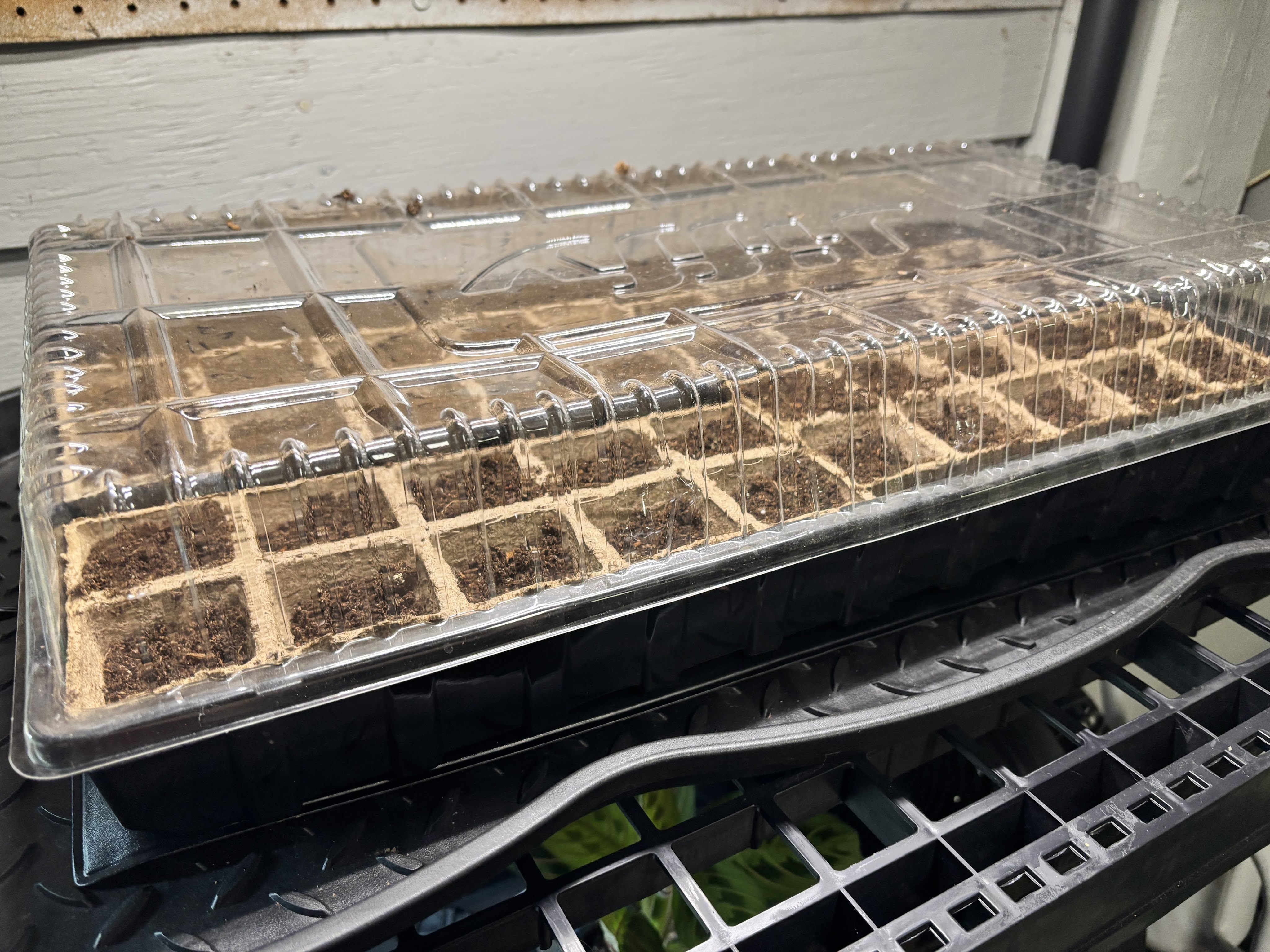 Seed trays filled with soil and covered with a plastic humidity dome.