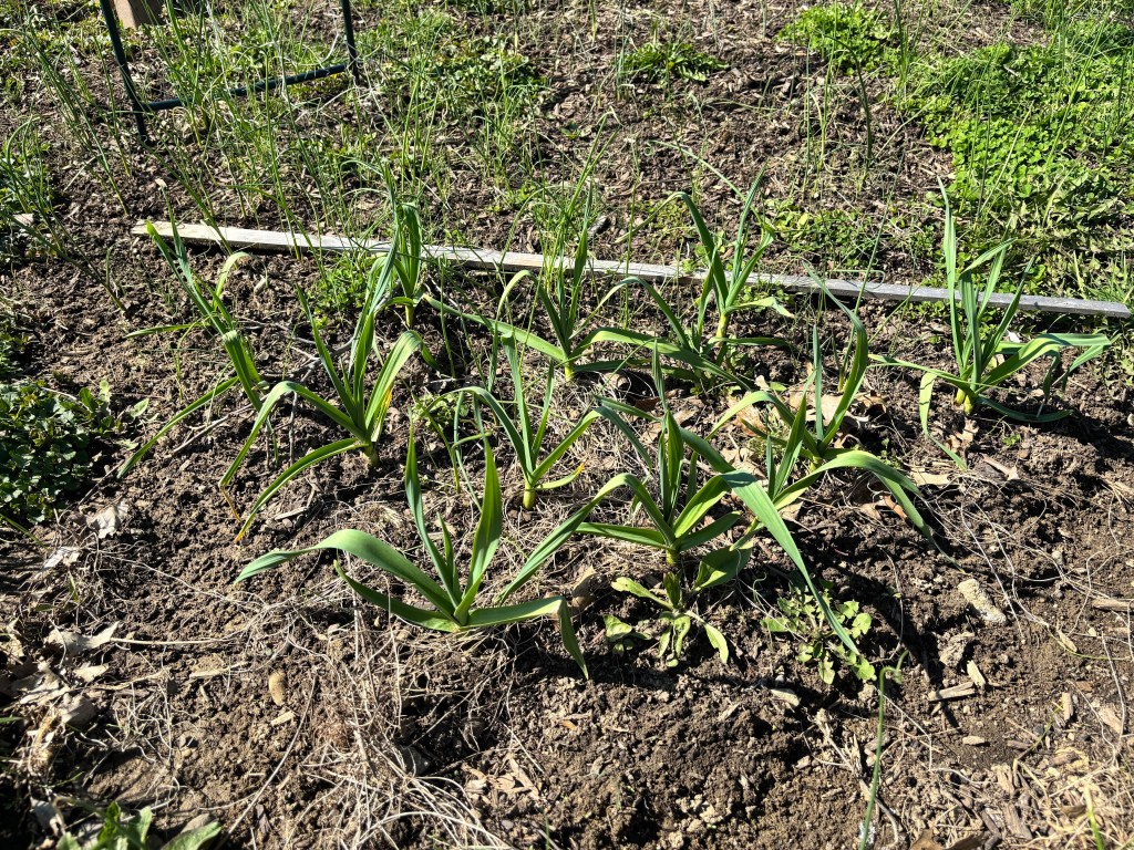 Garlic sprouts