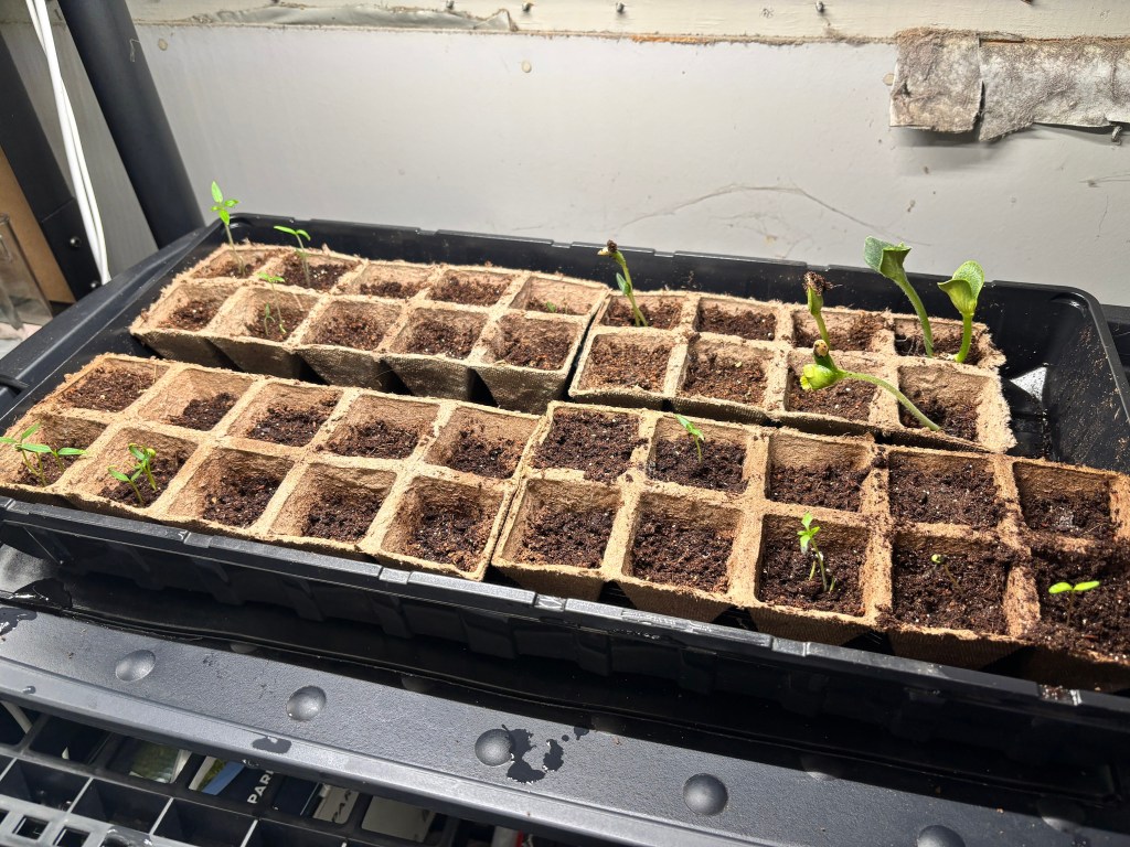 seed trays with some beginning growth