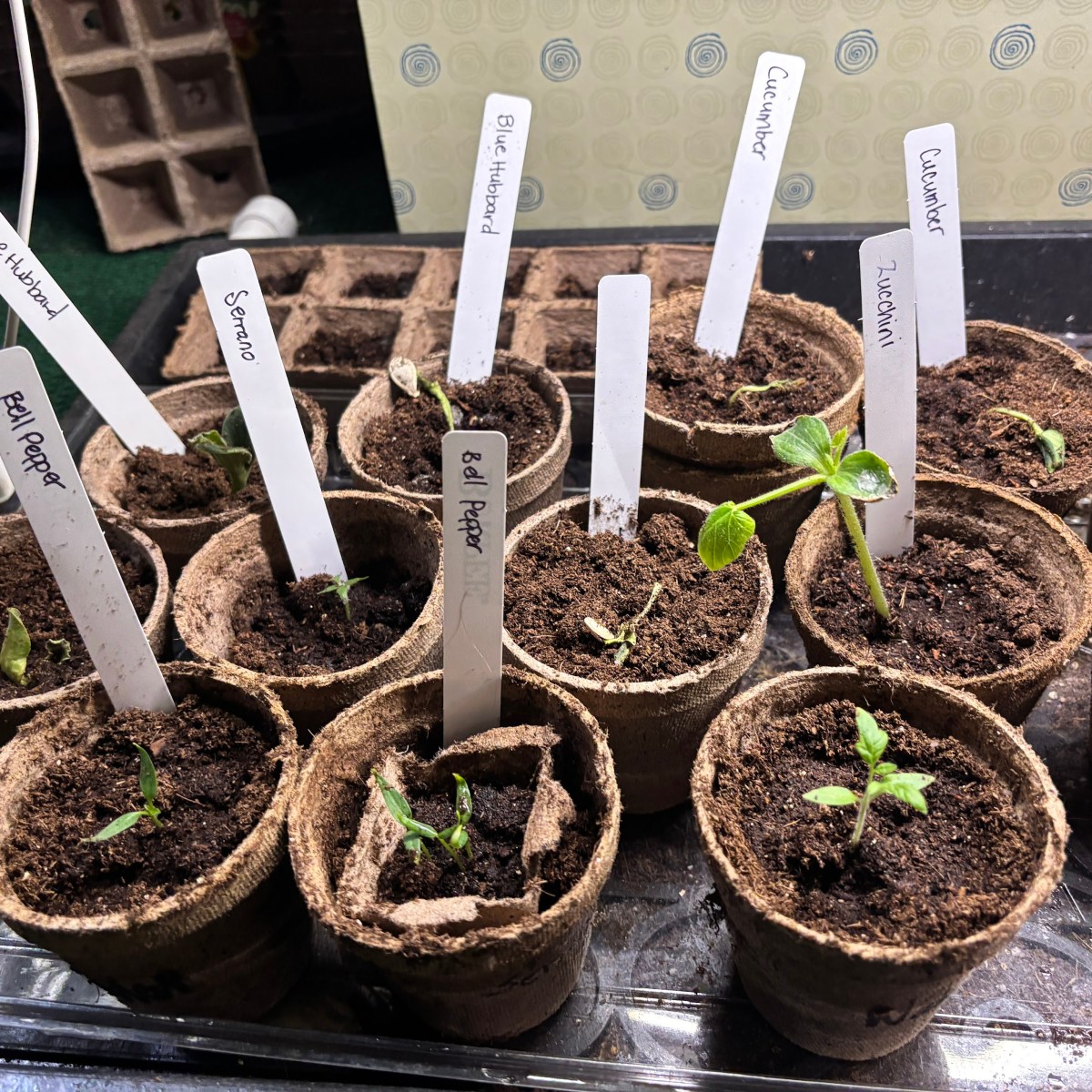 Goals Check-in: March and&nbsp;April