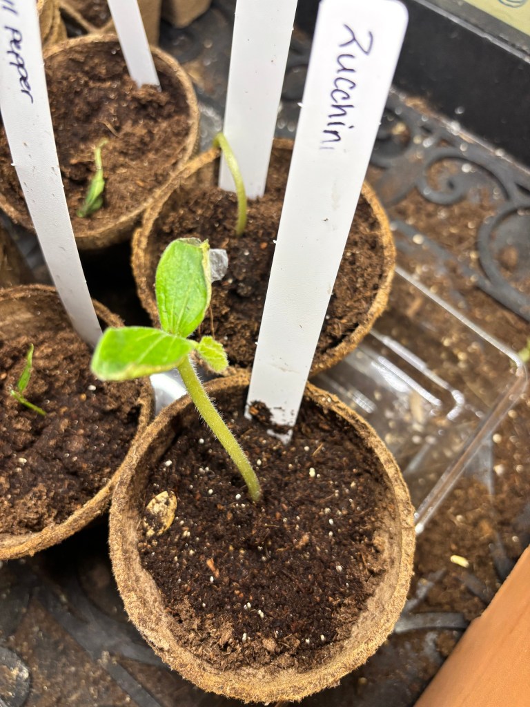 a seedling that is labeled 'zucchini'