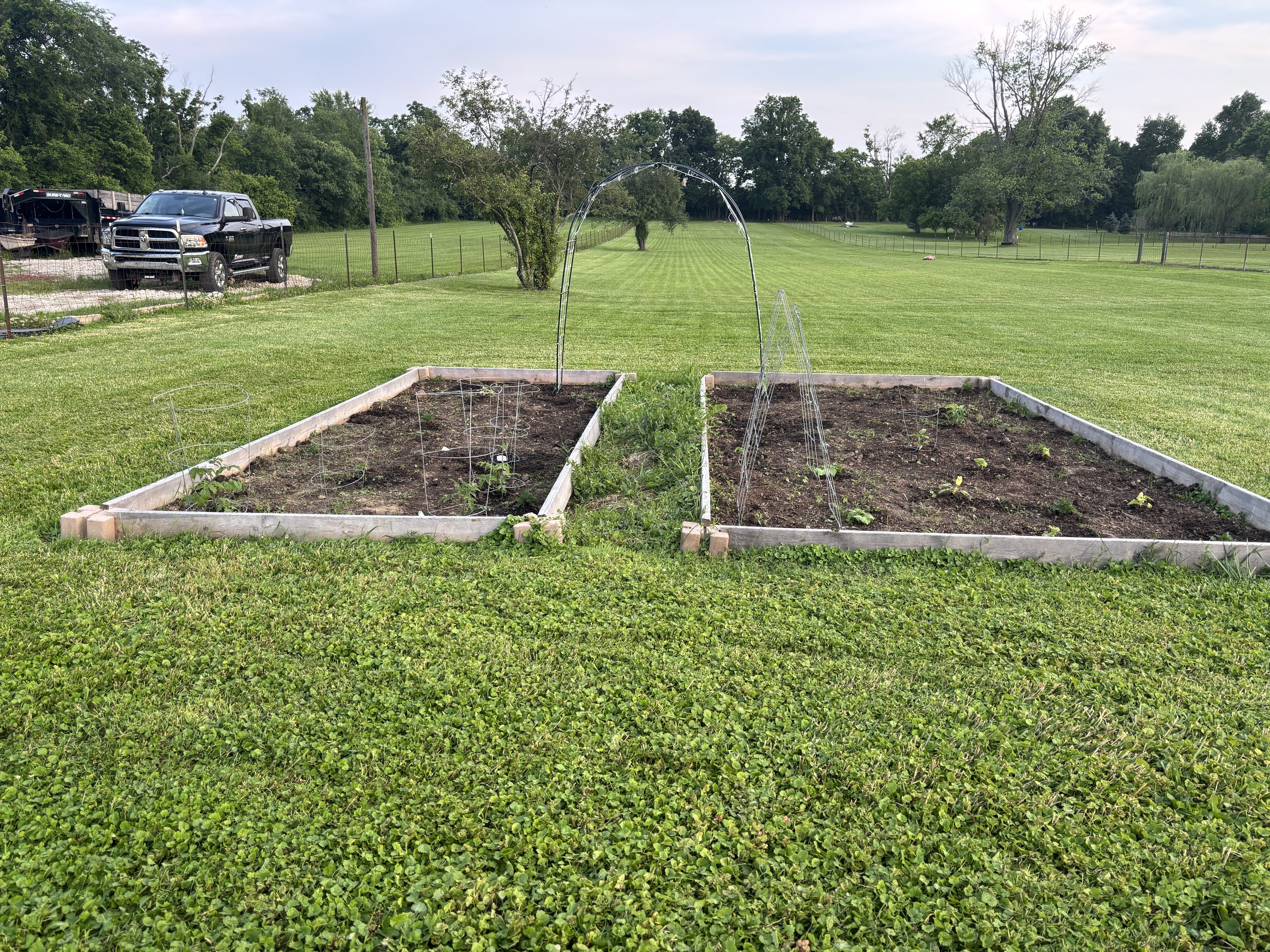 The garden seen in 2025, with weeds growing in the path in the middle and surrounded with wood sides.