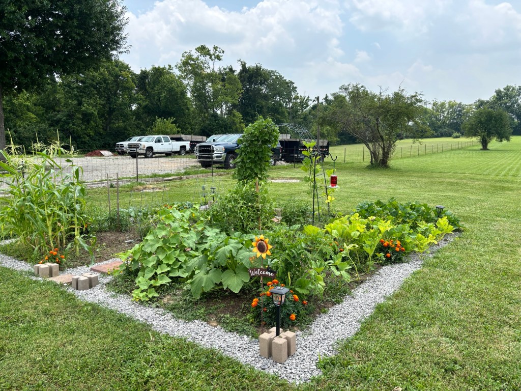 My backyard garden in the summer. The garden is ringed with gravel pathways and is full of lush green plants