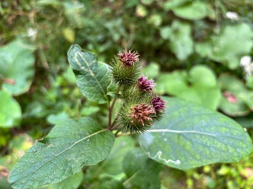 A delightful red thorny seed pod on a plant in the northeast US