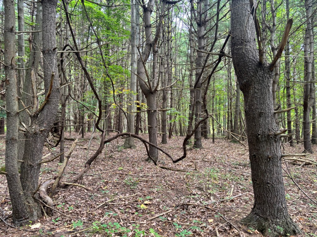 An eerie grove of some sort of pine